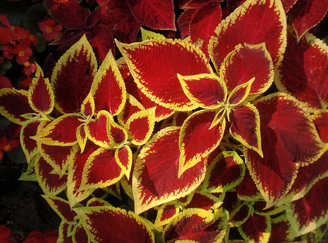 pot-fleurs-coleus