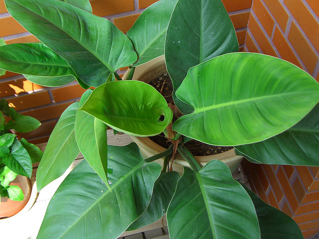 pot-fleurs-philodendron