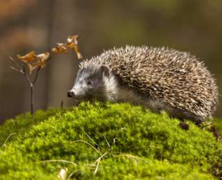 Le hérisson : votre allié pour un beau jardin