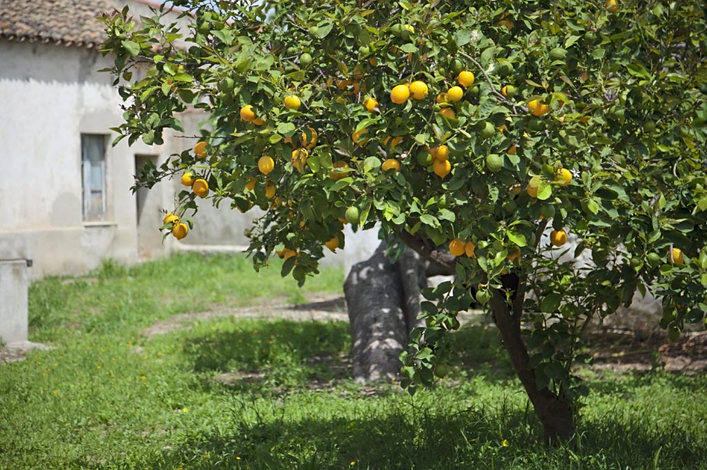 planter un citronnier
