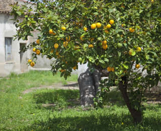 Citronnier : plantation, récolte et entretien