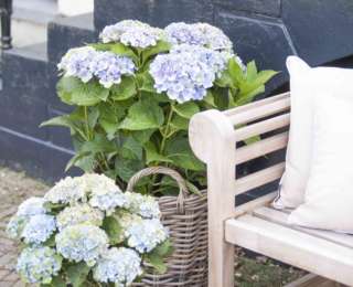 L’hortensia Magical® Four Seasons, une belle idée cadeau d’ici !