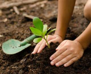 8 conseils sur la plantation des plantes d’extérieur au jardin