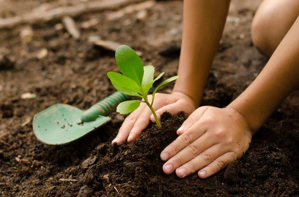 8 conseils sur la plantation des plantes d'extérieur au jardin