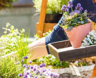 Les erreurs à ne pas commettre lorsque nous organisons notre jardin