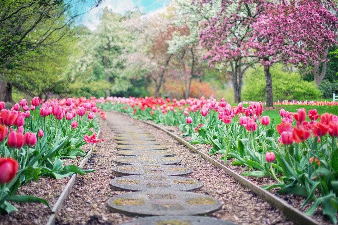 tulipes allée