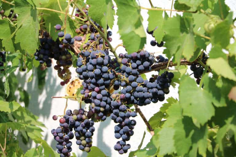 Raisin muscat bleu 3 conseils de culture