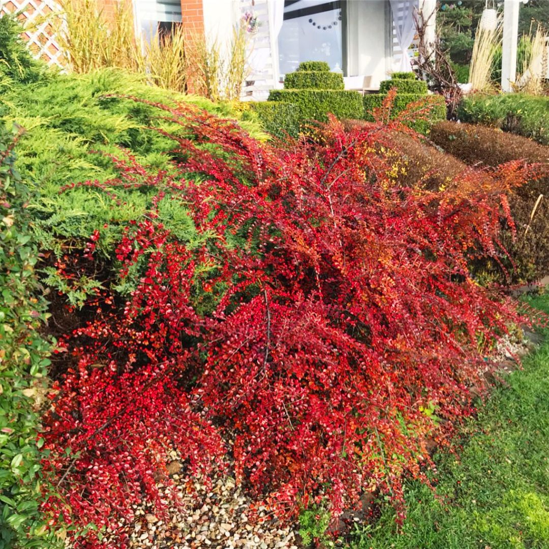 cotoneaster