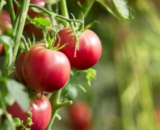 Potager bio : comment cultiver la tomate ?