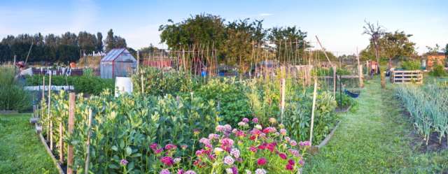 créer un potager