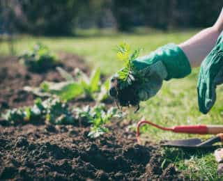 Gants de jardinage : comment les choisir ?