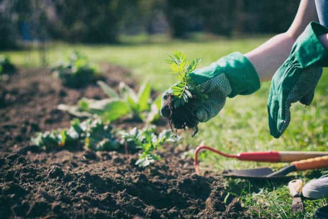 gants de jardinage