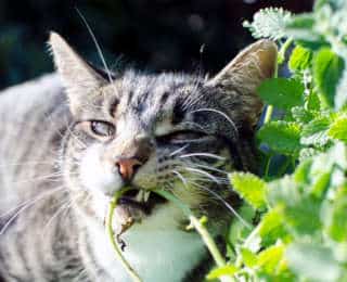 Cultiver la cataire, cette herbe fabuleuse pour nos chats