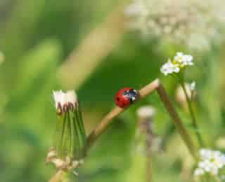 Comment valoriser la biodiversité de son jardin ?