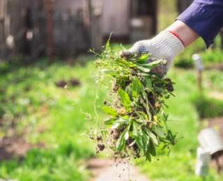 Halte aux mauvaises herbes dans le jardin !