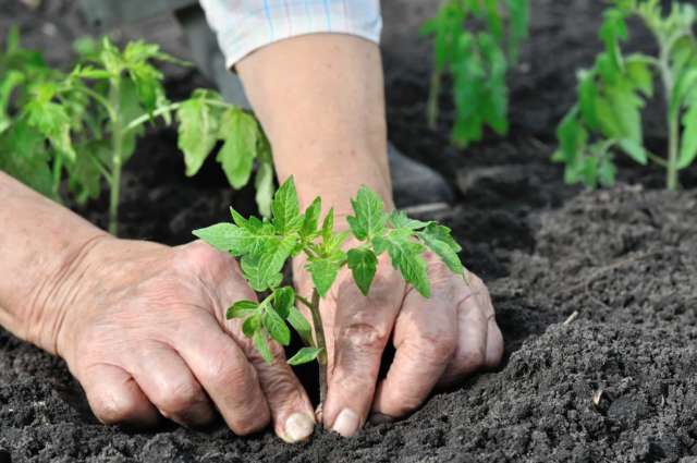 cultiver les tomates au potager