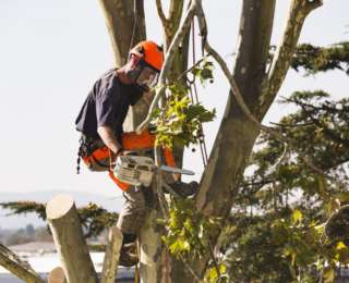 Quel est le meilleur moment pour élaguer les arbres ?