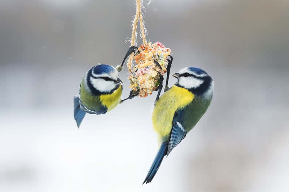 oiseau au jardin