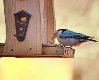 Quelle graines pour attirer quels oiseaux ?