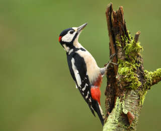 Oiseaux du jardin : 5 conseils pour les observer