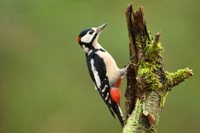 Oiseau Pic vert en gros plan