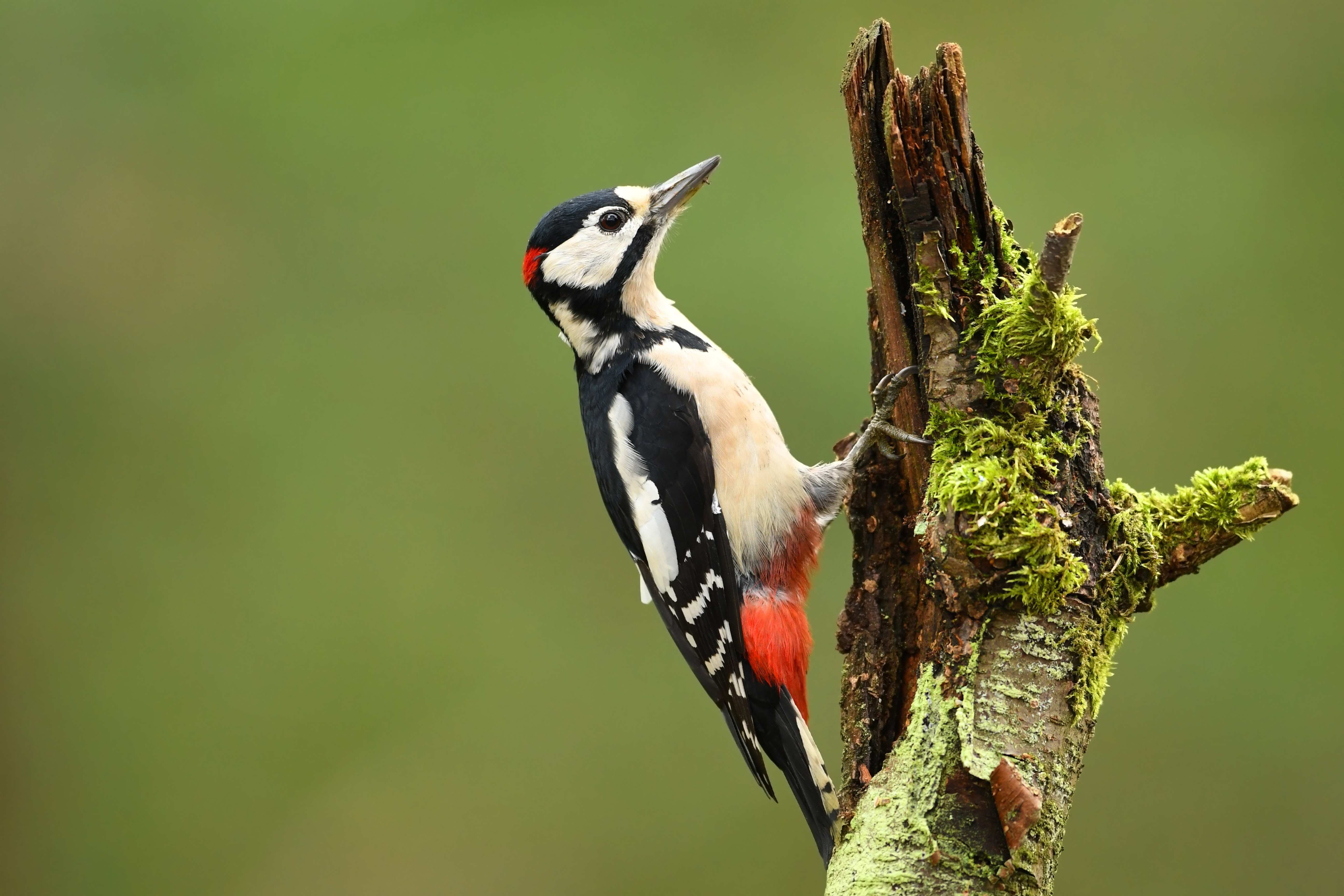 Observer les oiseaux : conseils de pro - Sépaq