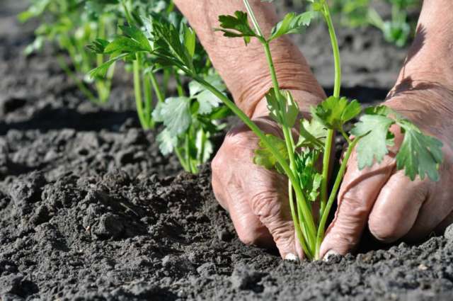 plantation jardin