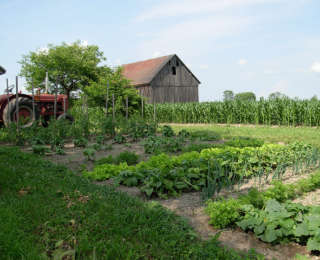 Réussir ses semis au potager