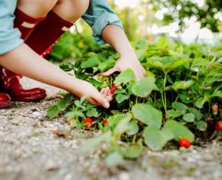 4 astuces pour réussir la culture des fraises !