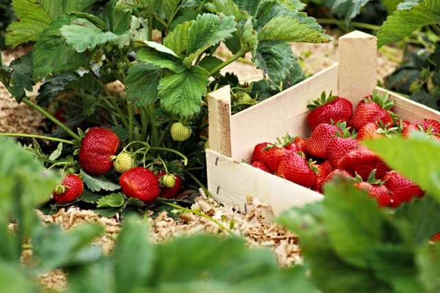 jardin potager bio fraises