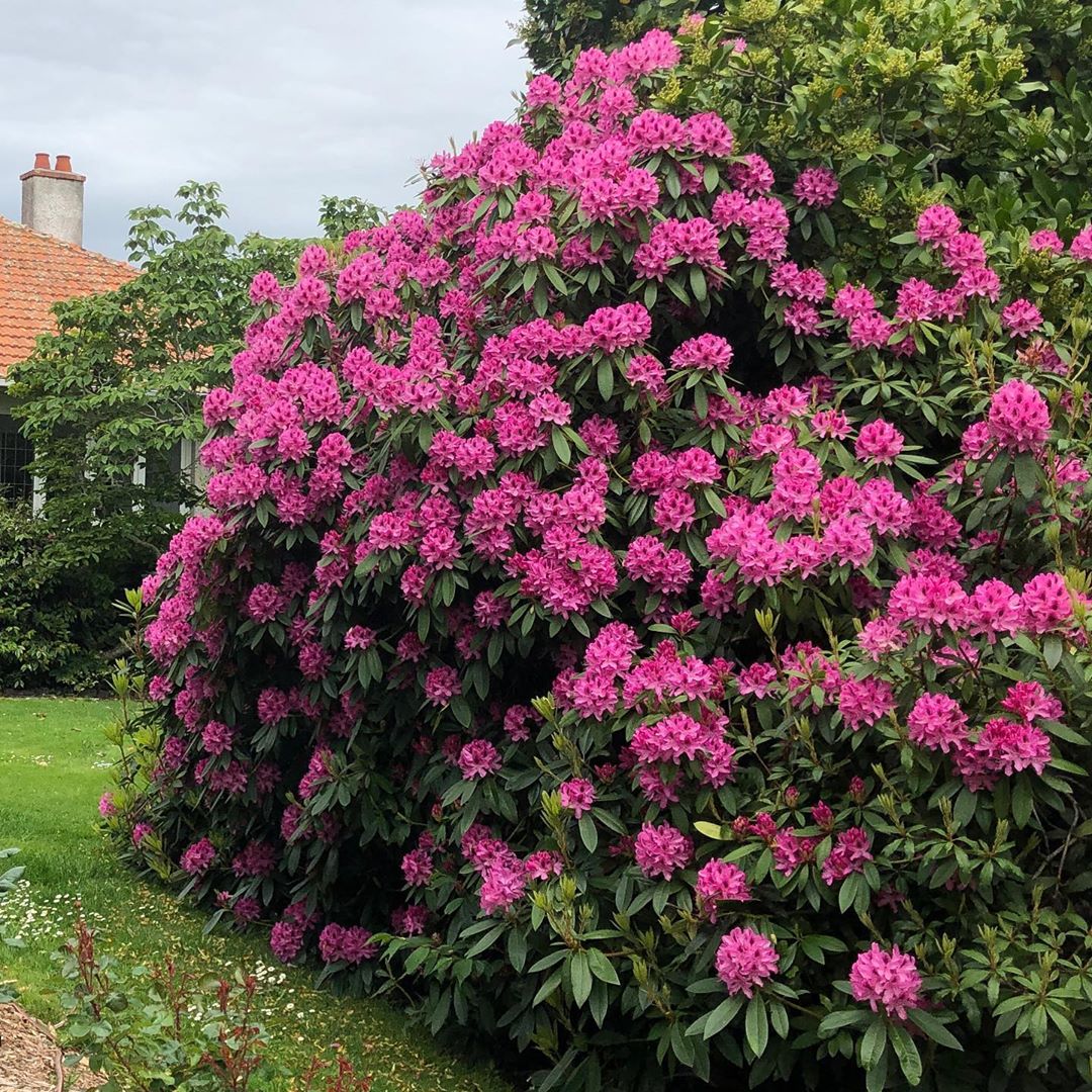 rhododendron