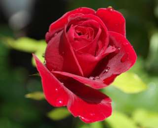 Les 5 plus belles fleurs rouges pour le jardin