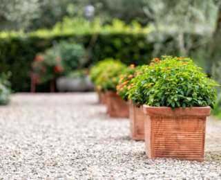 Plantes extérieures : pourquoi favoriser les pots en terre cuite ?